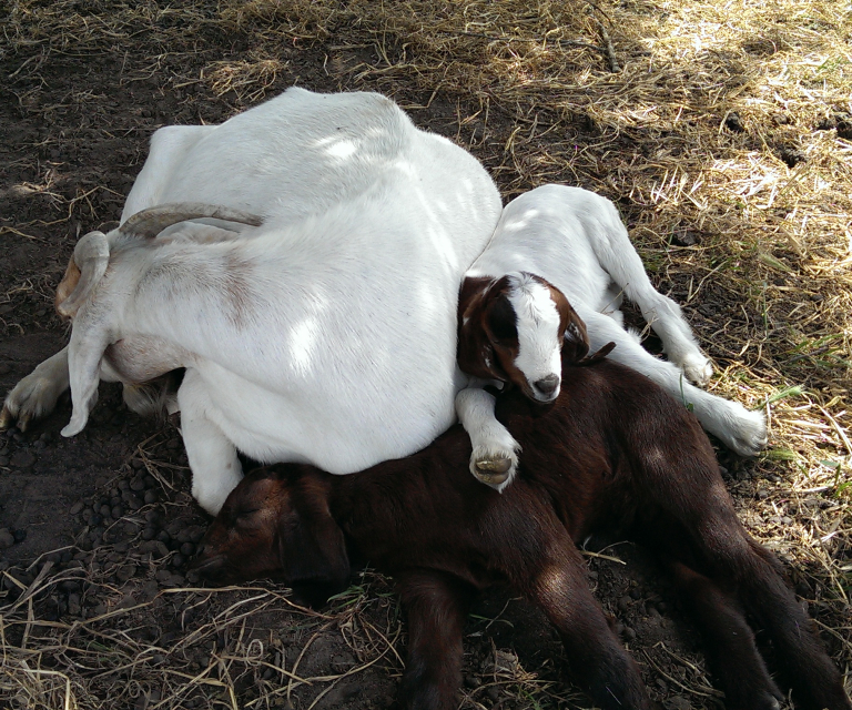 Goats about the Farm