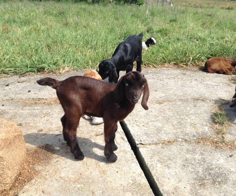 Goats about the Farm